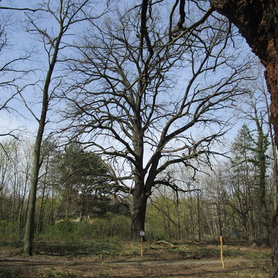 Bild vergrößern: Alteichen_Kleinmachnow_(Bildserie) Ansicht großer Baum