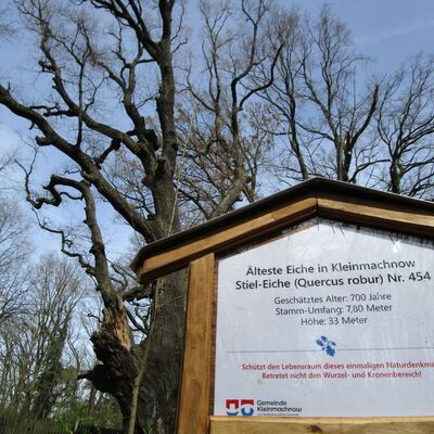 Bild vergrößern: Alteichen Kleinmachnow (Bildserie) Nahaufnahme Hinweisschild mit Baum im Hintergrund