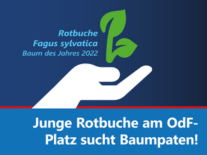 Baumpate-Rotbuche-2022