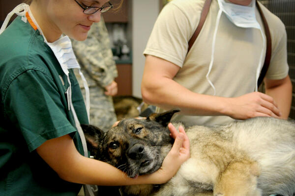 Bild vergrößern: Hund beim Tierarzt