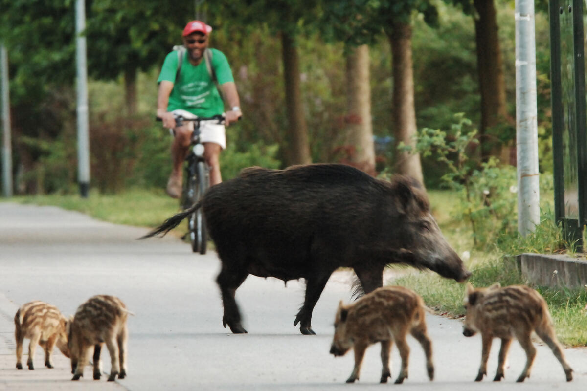 Bild vergrößern: Wildschweine in Kleinmachnow vor einem Radfahrer