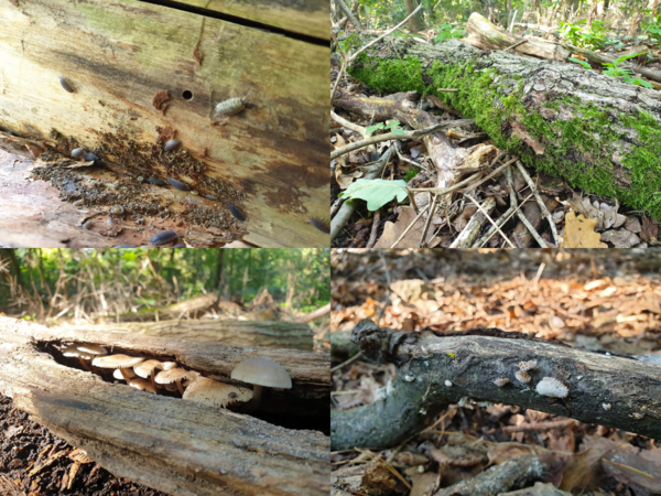 Überlebenswichtige Biomasse - Totholz im Bannwald Kleinmachnow 