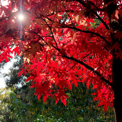 Bild vergrößern: Herbstliuch gefärbtes Laub