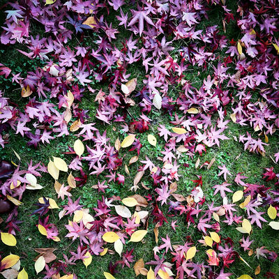 Bild vergrößern: Herbstliuch gefärbtes Laub