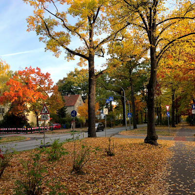 Bild vergrößern: Herbstlich gefärbtes Laub