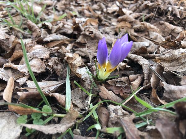 Ein Krokuss steckt seine Bl&uuml;te aus dem Laub hervor