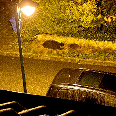 Bild vergr&ouml;&szlig;ern: Foto von Wildschwein-W&uuml;hlsch&auml;den im Stra&szlig;enland