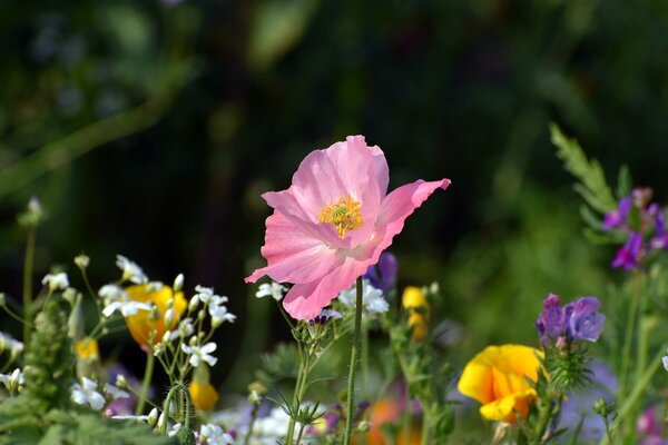 Bild vergr&ouml;&szlig;ern: Rosafarbene Blume inmitten von anderen bl&uuml;henden Blumen auf einer Wiese