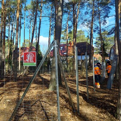 Bild vergr&ouml;&szlig;ern: Das Foto zeigt Mitarbeiter des Zweckverbands Bauhof TKS bei der Montage des Zauns im Kiefernwaldbestand westlich des Waldspielplatzes an der Ameisengasse.