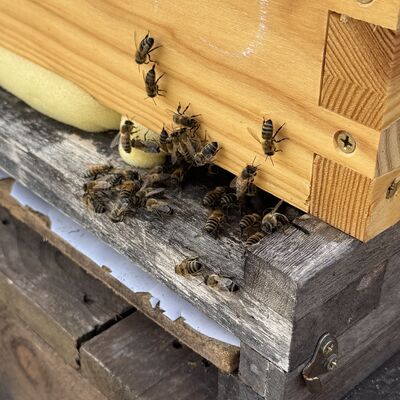 Das Foto zeigt diverse Bienen am Eingang des Bienenstocks.