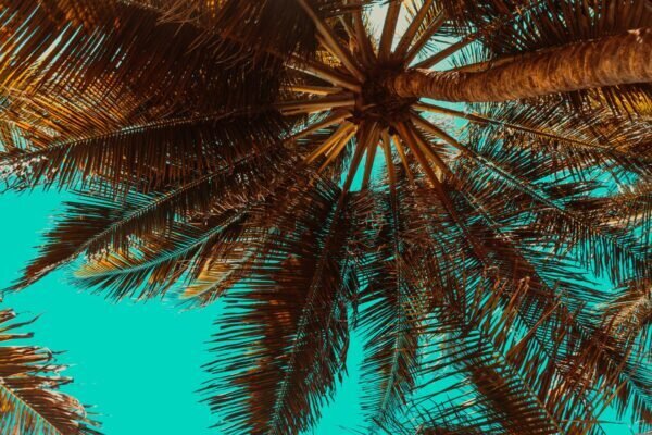 Bild vergr&ouml;&szlig;ern: Das Bild zeigt eine Palme