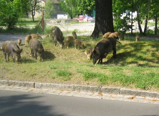 Das Foto zeigt mehrere Wildschweine auf einem Gr&uuml;nstreifen am Stra&szlig;enrand in Kleinmachnow