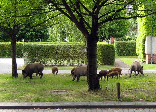 Bild vergr&ouml;&szlig;ern: Das Foto zeigt mehrere Wildschweine auf einem Gr�nstreifen an einer Stra�e in Kleinmachnow