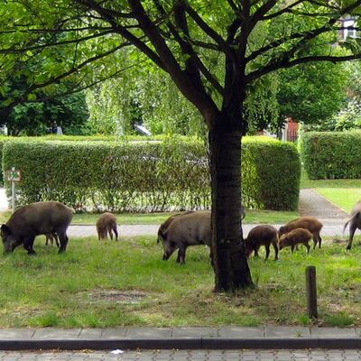 Bild vergr&ouml;&szlig;ern: Das Foto zeigt mehrere Wildschweine auf einem Gr&uuml;nstreifen an einer Stra&szlig;e in Kleinmachnow