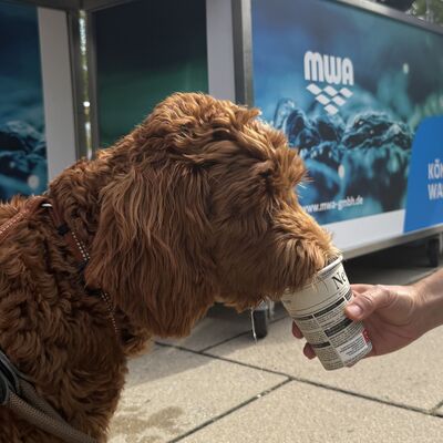 Bild vergr&ouml;&szlig;ern: Das Foto zeigt Golden Doodle "Lumi" (6 Monate) am Wasser stand der MWA beim Sportlichern Aktionstag rund ums Rathaus am 5. September 2026