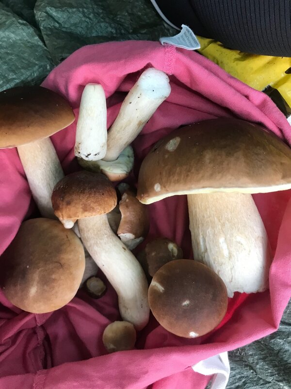 Bild vergr&ouml;&szlig;ern: Das Foto zeigt mehrere Steinpilze.
