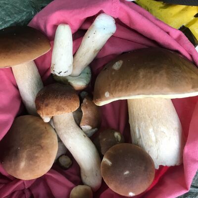 Das Foto zeigt mehrere Steinpilze.