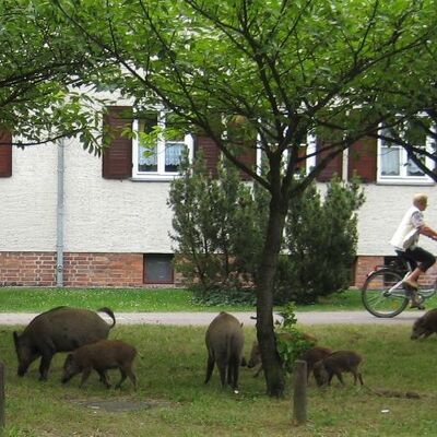 Bild vergr&ouml;&szlig;ern: Das Bild zeigt Wildschweine in Kleinmachnow sowie eine Radfahrerin, die an den Tieren vorbeif&auml;hrt