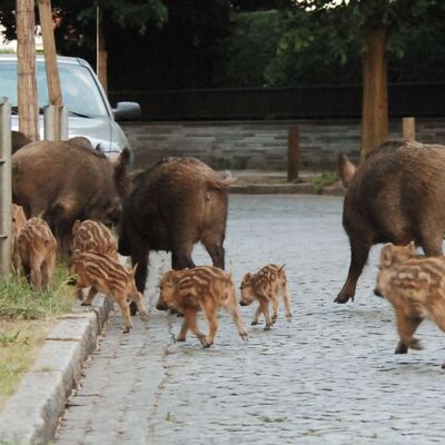 Bild vergr&ouml;&szlig;ern: Das Foto zeigt Wildschweine mit Frischlingen In Kleinmachnow