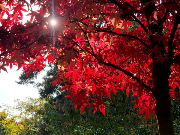 Das Bild zeigt einen Baum im Herbst
